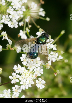 Mouche Soldat vert, Chloromyia formosa Stratiomyidae, Diptères,. Aka Centurion Centurion large ou Large mouche soldat. Des femmes. Banque D'Images