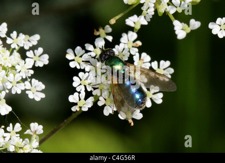 Mouche Soldat vert, Chloromyia formosa Stratiomyidae, Diptères,. Aka Centurion Centurion large ou Large mouche soldat. Des femmes. Banque D'Images