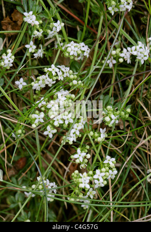 Le gaillet, le Galium saxatile Heath, des Rubiacées. Banque D'Images