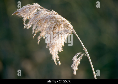 Roseau commun, Phragmites australis, têtes de graine. Banque D'Images