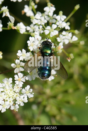 Mouche Soldat vert, Chloromyia formosa Stratiomyidae, Diptères,. Aka Centurion Centurion large ou Large mouche soldat. Des femmes. Banque D'Images