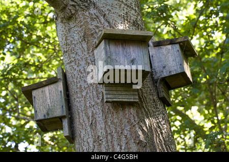 Pour chauves sur les arbres à Norfolk, Angleterre, Royaume-Uni. Banque D'Images