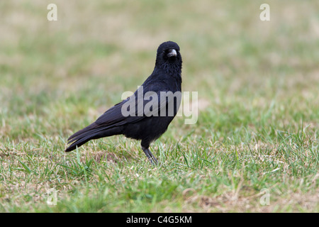 Corneille noire (Corvus corone), sur champ, en quête de nourriture, Basse-Saxe, Allemagne Banque D'Images