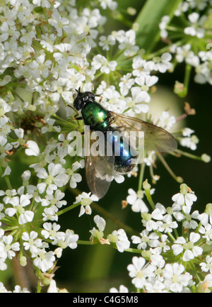 Mouche Soldat vert, Chloromyia formosa Stratiomyidae, Diptères,. Aka Centurion Centurion large ou Large mouche soldat. Des femmes. Banque D'Images