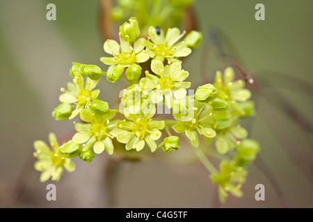Norway Maple Acer platanoides fleurs Banque D'Images