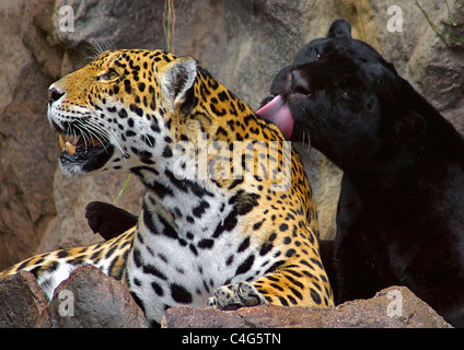 Jaguar (Panthera onca). Assouplir les couples (noirs et tachetés) Banque D'Images