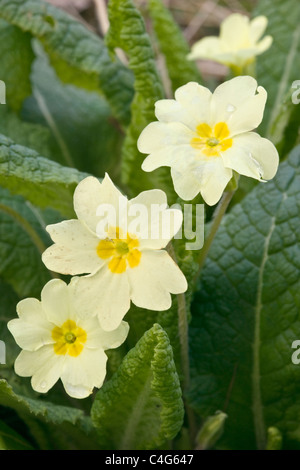Primrose Primula vulgaris fleurs Banque D'Images