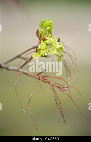 Norway Maple Acer platanoides fleurs Banque D'Images