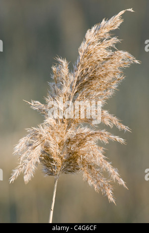 Roseau commun, Phragmites australis, têtes de graine. Banque D'Images