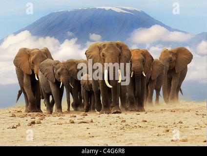 L'éléphant africain (Loxodonta africana). Balades dans les savanes du troupeau avec le Kilimandjaro en arrière-plan Banque D'Images
