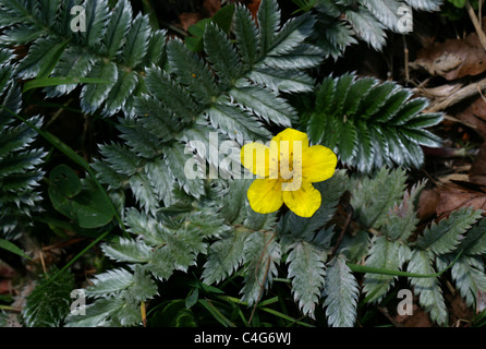 L'herbe, de l'Oie Sauvage ou Silverweed tanaisie, Potentilla anserina, Rosaceae Banque D'Images