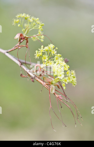 Norway Maple Acer platanoides fleurs Banque D'Images