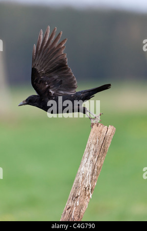 Corneille noire (Corvus corone), en vol, au décollage à piquet, Basse-Saxe, Allemagne Banque D'Images