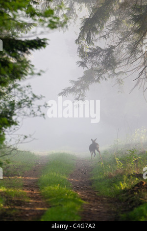 Le Chevreuil (Capreolus capreolus), Comité permanent sur l'industrie forestière ride in eartly morning mist, Basse-Saxe, Allemagne Banque D'Images