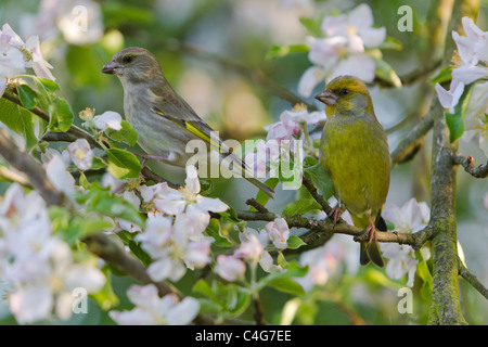 Verdier (Carduelis chloris), paire perché sur apple tree branch, Tennessee, United States Banque D'Images