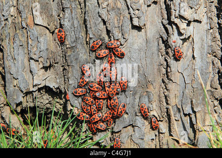 Firebugs / Pyrrhocoris apterus Banque D'Images