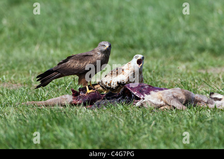 Le Milan royal (Milvus milvus), et Milan noir (Milvus migrans) se nourrissant de chevreuil mort, Basse-Saxe, Allemagne Banque D'Images