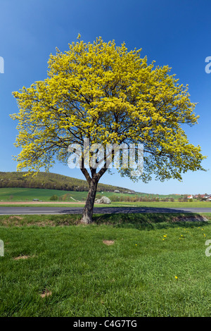 Érable de Norvège (Acer platanoides), la floraison des arbres au printemps, Basse-Saxe, Allemagne Banque D'Images