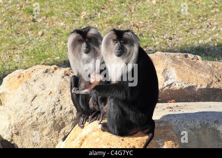 Le macaque à queue de lion cub / Macaca silène Banque D'Images