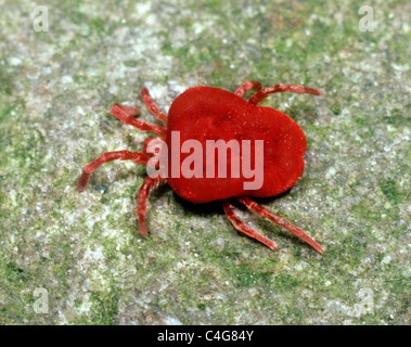 Velours (Trombidium holosericeum) Banque D'Images