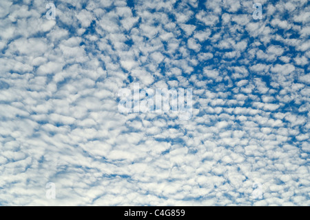 Une formation de nuages Altocumulus maquereaux ciel Banque D'Images