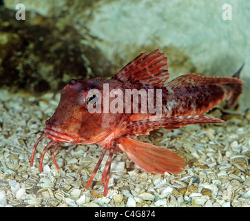 Cuckoo Wrasse en aquarium / Labrus mixtus Banque D'Images