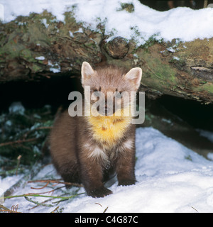 La Martre européenne dans la neige / Martes martes Banque D'Images