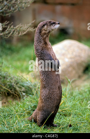 North American River Otter - debout / Lontra canadensis Banque D'Images