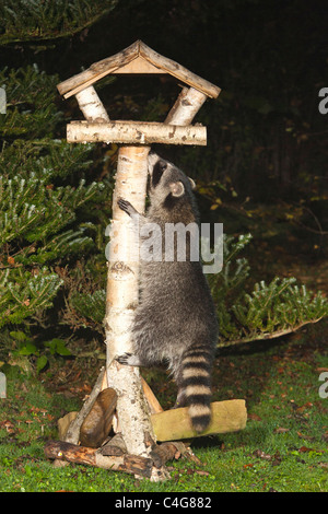 Le raton laveur (Procyon lotor), dans jardin de nuit oiseau table, la recherche de nourriture, Basse-Saxe, Allemagne Banque D'Images