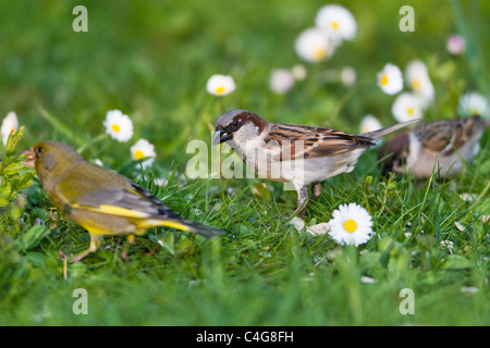 Moineau domestique (Passer domesticus), l'alimentation des hommes sur la pelouse dans le jardin avec d'autres oiseaux, Basse-Saxe, Allemagne Banque D'Images