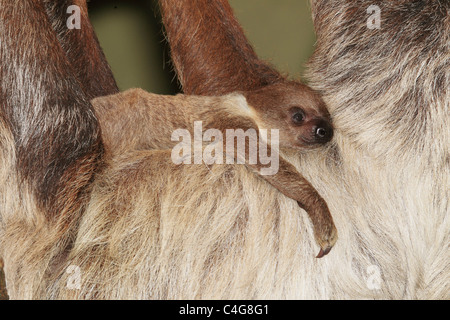 Deux doigts de Linné sloth et Choloepus didactylus cub / Banque D'Images