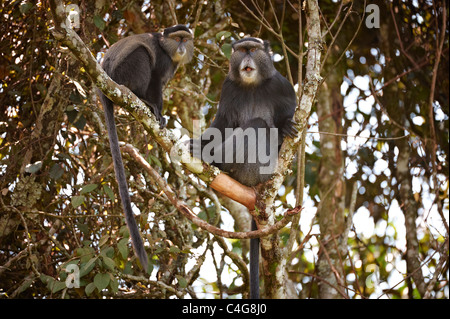 Deux singes diademed sur arbre / Cercopithecus mitis Banque D'Images