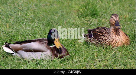 Canard colvert mâle et femelle ( Anas platyrhynchos ) ,, Shrewsbury Shropshire, Angleterre Banque D'Images