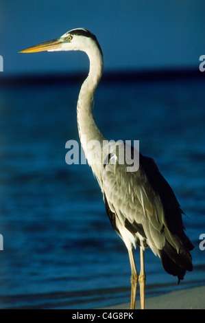 Héron cendré (Ardea cinerea) sur la côte de sable dans les îles Maldives au lever du soleil. Banque D'Images