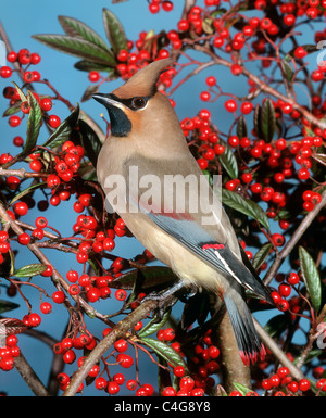 Japanese Waxwing Bombycilla japonica / on twig Banque D'Images