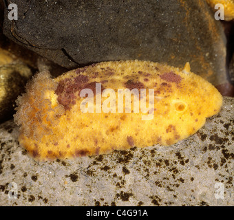 Citron de mer (Archidoris pseudoargus) sous l'eau Banque D'Images