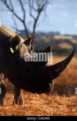 Rhinocéros noir Diceros bicornis dans le cratère du Ngorongoro en Tanzanie Banque D'Images