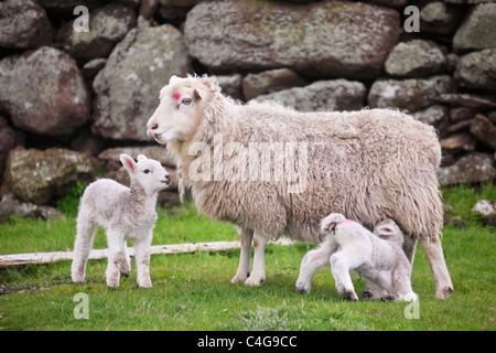 Avec deux jeunes brebis moutons agneaux nouveau-nés jumeaux par un mur de pierre dans la campagne écossaise au printemps ou au début de l'été. Îles Shetland, Écosse Royaume-Uni Grande-Bretagne Banque D'Images