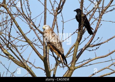 Le Milan royal (Milvus milvus) et Corneille (Corvus corone), assis dans l'arbre ensemble, Basse-Saxe, Allemagne Banque D'Images