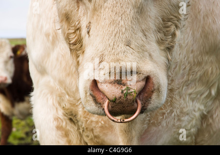 Close-up d'un taureau avec un anneau dans le nez. L'Écosse, au Royaume-Uni, en Grande-Bretagne, en Europe. Banque D'Images