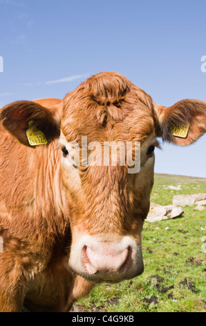 Vache brune visage avec les étiquettes d'oreille close-up de tête. Le Royaume-Uni, la Grande-Bretagne. Banque D'Images