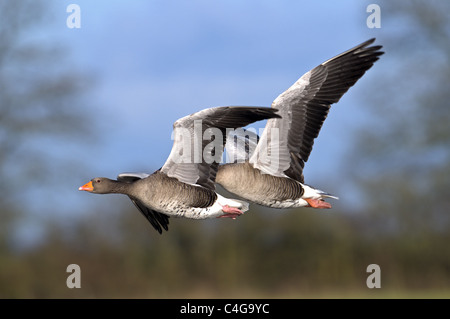 Paire d'oies cendrées Anser anser en vol. SLIMBRIDGE Banque D'Images