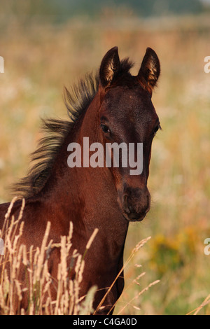 Cheval frison - poulain - portrait Banque D'Images