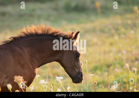 Cheval frison - poulain - portrait Banque D'Images