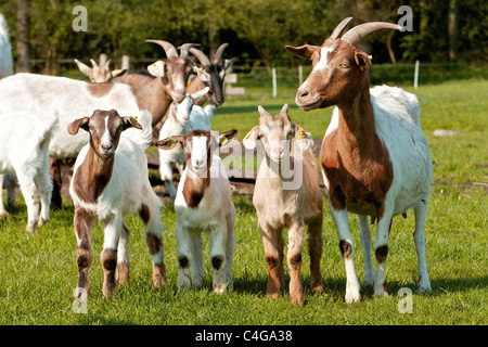 La chèvre, chèvre Boer (Capra aegagrus hircus). N et les enfants sur un pré Banque D'Images