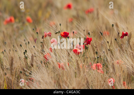 Rétro-éclairé rouge sauvage fleurs coquelicots dans champ de blé dans le sud de la France. Banque D'Images