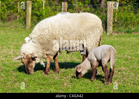 Mouton et agneau à tête noire allemande on meadow Banque D'Images