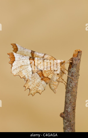 Selenia lunularia Thorn (lunaire) Banque D'Images