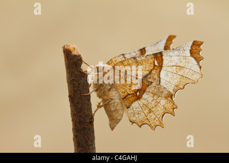 Selenia lunularia Thorn (lunaire) Banque D'Images