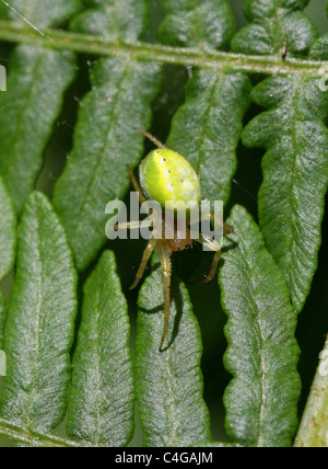 Green Spider vert Concombre ou Orb Weaver Araniella cucurbitina, Spider, Araneidae. Aka Gourd ou citrouille araignée. Banque D'Images